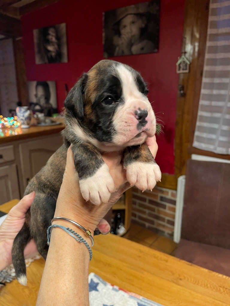 Des Rives De La Scie - Chiot disponible  - Boxer