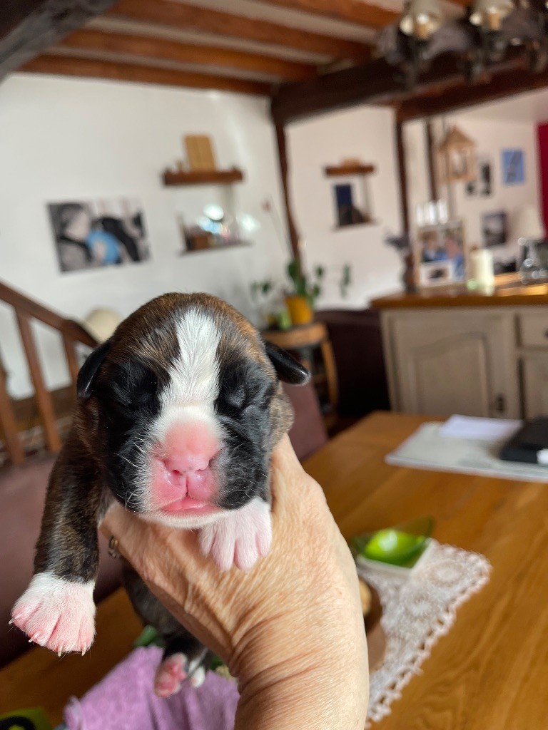 Des Rives De La Scie - Chiot disponible  - Boxer