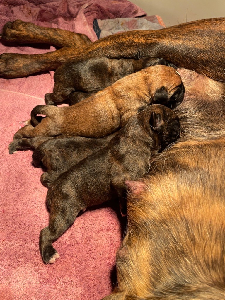 chiot Boxer Des Rives De La Scie