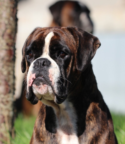 Gauloise Des Rives De La Scie