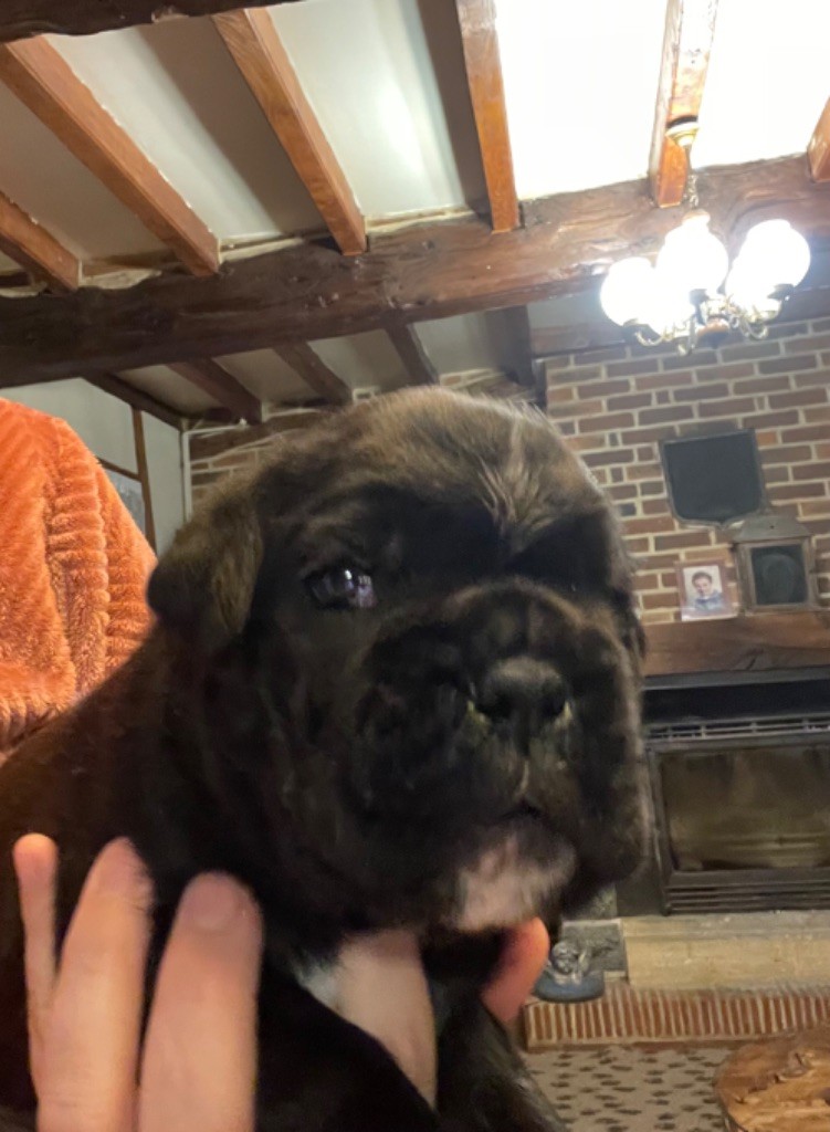 Des Rives De La Scie - Boxer - Portée née le 13/01/2023